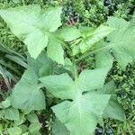 Lactuca floridana Blad