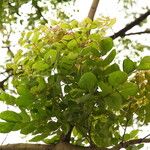 Albizia zygia Hoja