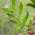 Indigofera hilaris Hoja