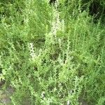 Capraria biflora 整株植物