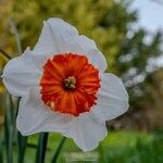 Narcissus × medioluteus Blomma