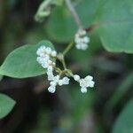 Persicaria chinensis Kvet