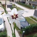 Gladiolus murielae Flower