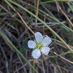 Minuartia capillacea Blüte