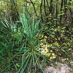 Yucca flaccida Leaf