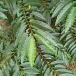 Elaeocarpus angustifolius Leaf
