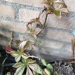 Parthenocissus henryana Fulla