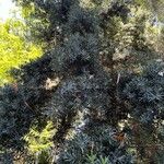 Podocarpus macrophyllus 葉