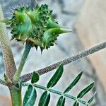 Tribulus terrestris फल