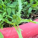 Erysimum repandum Blad