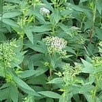 Spiraea alba Libunga