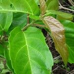 Ficus sur Hoja