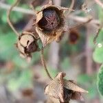 Cistus salviifolius Fruit