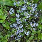 Thymus longicaulis Blodyn