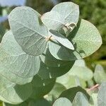 Eucalyptus cinerea Leaf