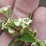 Lippia origanoides Květ