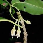 Manilkara staminodella Flower