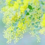 Acacia podalyriifolia Flower