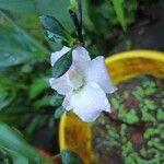 Rhododendron alabamense Blomma