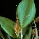 Restrepia trichoglossa Flower