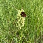 Orchis pallens फूल