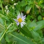 Symphyotrichum puniceum Flower