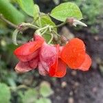 Phaseolus coccineus Flor