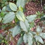 Cistus laurifolius Lehti