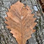 Quercus michauxii Leaf