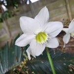 Urceolina × grandiflora Cvet