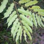 Mabea subsessilis Лист