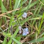 Myosotis arvensis 葉