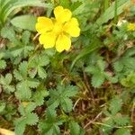 Potentilla reptans 形態