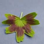 Pelargonium inquinans Blad