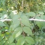 Rubus niveus Feuille