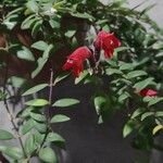 Columnea microphylla 花