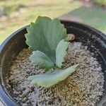 Kalanchoe marmorata Leaf