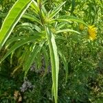 Helianthus maximiliani Leaf