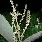 Clethra hondurensis Flor