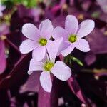 Oxalis triangularis Blüte