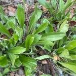 Plantago virginica Blatt