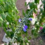 Salvia azurea 花