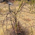 Vachellia hebeclada Хабит