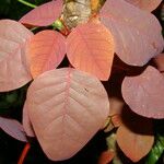 Euphorbia cotinifolia Leaf