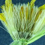 Stenotus acaulis Flor