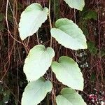 Passiflora miniata 葉