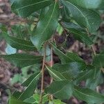 Quercus fusiformis Leaf