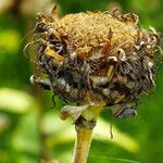 Inula helenium Froito