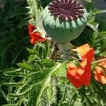 Papaver bracteatum Ffrwyth