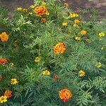 Tagetes erectaLeaf